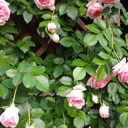 Il Giardino Di Mago 別荘