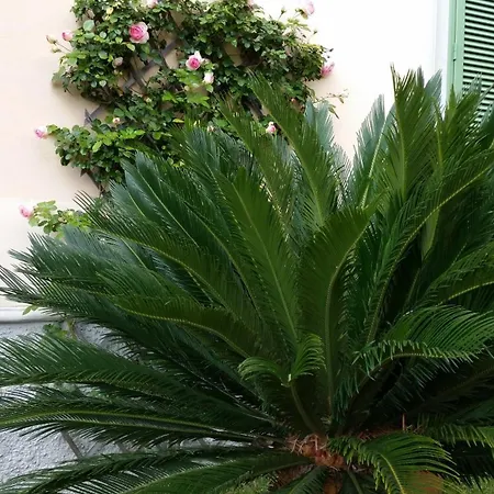 Il Giardino Di Mago Massa