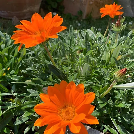 Il Giardino Di Mago Massa