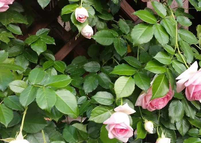 Il Giardino Di Mago 別荘