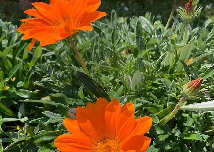 Il Giardino Di Mago マッサ